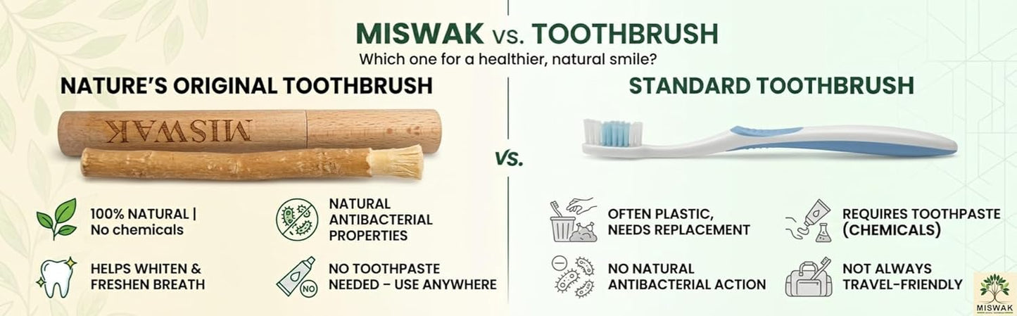Sticks for Teeth (10-Pack) – Natural Fresh Siwak Sticks with Bamboo Holder, Travel-Friendly Organic Toothbrush Alternative for Teeth & Gums